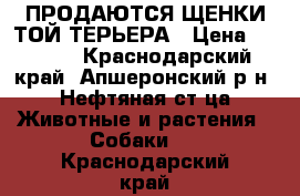  ПРОДАЮТСЯ ЩЕНКИ ТОЙ-ТЕРЬЕРА › Цена ­ 5 000 - Краснодарский край, Апшеронский р-н, Нефтяная ст-ца Животные и растения » Собаки   . Краснодарский край